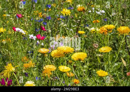 Mischung aus bunten Wildblumen in der Wildblumenzone an das Grasland, gepflanzt, um Bienen, Schmetterlinge und andere Bestäuber anzuziehen und zu helfen | Mélange de Fleurs sauvages dans pré pour attirer abeilles, Papillons et pollinisateurs 25/08/2017 Stockfoto