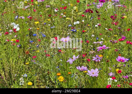 Mischung aus bunten Wildblumen in der Wildblumenzone an der Wiese, die speziell gepflanzt wurde, um Bienen, Schmetterlinge und andere Bestäuber anzuziehen und zu helfen | Mélange de Fleurs sauvages dans pré pour attirer abeilles, Papillons et pollinisateurs 25/08/2017 Stockfoto