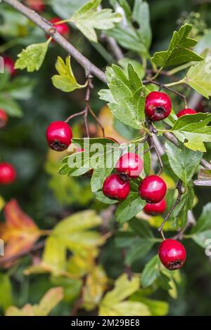 Gemeiner Weissdorn/Weissdorn mit einem Samen (Crataegus monogyna) Nahaufnahme von roten Beeren/Pommes und Blättern | Aubépine monogyne / Aubépine à un style (Crataegus monogyna) gros Plan des Fruits 24/08/2017 Stockfoto