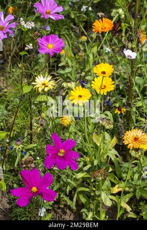 Mischung aus bunten Wildblumen in der Wildblumenzone an das Grasland, gepflanzt, um Bienen, Schmetterlinge und andere Bestäuber anzuziehen und zu helfen | Mélange de Fleurs sauvages dans pré pour attirer abeilles, Papillons et pollinisateurs 25/08/2017 Stockfoto