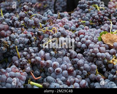 Vintage Trauben von Moscatell | Vandange du raisin de Moscatel 03/09/2017 Stockfoto