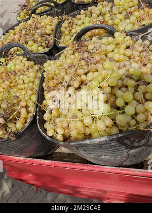 Vintage Trauben von Moscatell | Vandange du raisin de Moscatel 03/09/2017 Stockfoto