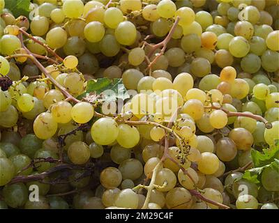 Vintage Trauben von Moscatell | Vandange du raisin de Moscatel 03/09/2017 Stockfoto