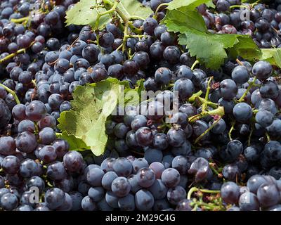 Vintage Trauben von Moscatell | Vandange du raisin de Moscatel 03/09/2017 Stockfoto