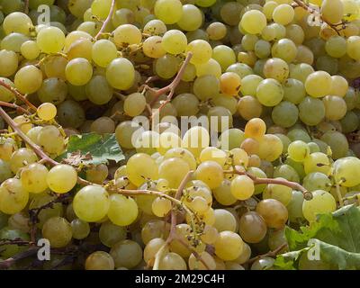 Vintage Trauben von Moscatell | Vandange du raisin de Moscatel 03/09/2017 Stockfoto