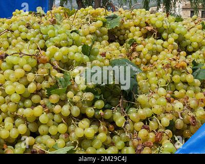 Vintage Trauben von Moscatell | Vandange du raisin de Moscatel 03/09/2017 Stockfoto