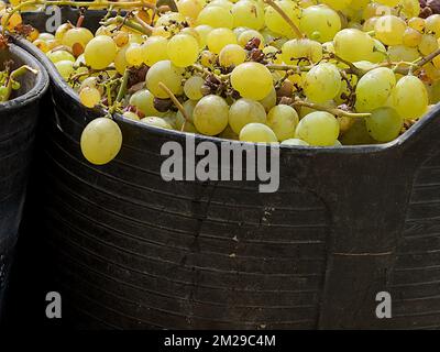 Vintage Trauben von Moscatell | Vandange du raisin de Moscatel 03/09/2017 Stockfoto