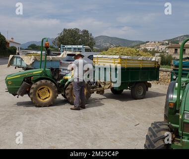 Vintage Trauben von Moscatell | Vandange du raisin de Moscatel 03/09/2017 Stockfoto