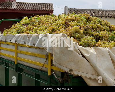 Vintage Trauben von Moscatell | Vandange du raisin de Moscatel 03/09/2017 Stockfoto