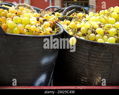 Vintage Trauben von Moscatell | Vandange du raisin de Moscatel 03/09/2017 Stockfoto