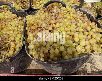 Vintage Trauben von Moscatell | Vandange du raisin de Moscatel 03/09/2017 Stockfoto