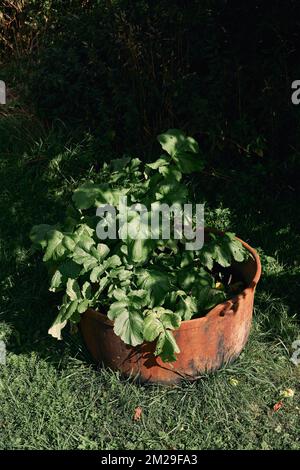 Die Rüben wachsen in einem alten, rostigen Eisentopf im Garten Stockfoto