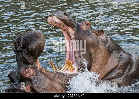 Kampf gegen Nilpferde/Nilpferde (Hippopotamus amphibius) im See mit riesigen Zähnen und großen Hundezähnen in weit offenem Mund | Nilpferde/Nilpferde (Hippopotamus amphibius) se Battant 17/09/2017 Stockfoto