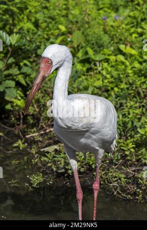 Sibirienkranich / Sibiriischer Weißkranich / Schneekranich (Leucogeranus leucogeranus) Futtersuche in flachem Bachwasser | Grue de Sibérie (Grus leucogeranus) 17/09/2017 Stockfoto