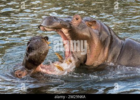 Kampf gegen Nilpferde/Nilpferde (Hippopotamus amphibius) im See mit riesigen Zähnen und großen Hundezähnen in weit offenem Mund | Nilpferde/Nilpferde (Hippopotamus amphibius) se Battant 17/09/2017 Stockfoto