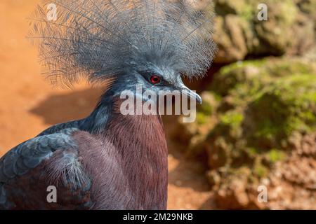 Südliche Kranztaube (Goura scheepmakeri) Landtaube, die in den südlichen Tieflandwäldern Neuguineas heimisch ist | Goura de Scheepmaker (Goura scheepmakeri) de la Nouvelle-Guinée 17/09/2017 Stockfoto