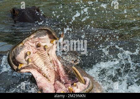 Flusspferd/Flusspferd (Hippopotamus amphibius) im See mit riesigen Zähnen und großen Hundezähnen in weit offenem Mund | Flusspferd/Flusspferd (Hippopotamus amphibius) 17/09/2017 Stockfoto