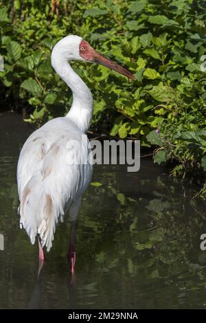 Sibirienkranich / Sibiriischer Weißkranich / Schneekranich (Leucogeranus leucogeranus) Futtersuche in flachem Bachwasser | Grue de Sibérie (Grus leucogeranus) 17/09/2017 Stockfoto