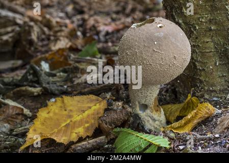 Pear-shaped puffball / stump puffball (Lycoperdon pyriforme) in autumn forest | Vesse de loup en forme de poire (Lycoperdon pyriforme) 26/09/2017 Stock Photo