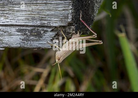 Große Goldgrashüpfer (Chrysochraon dispar), weiblich, die Eier im Holz legt, nachdem sie mit ihrem Ovipositor ein Loch gegraben hat | Criquet des clairières (Chrysochraon dispar) Femelle 03/09/2017 Stockfoto