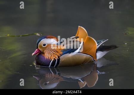 Mandarin duck (Aix galericulata) male swimming in pond, native to East Asia | Canard mandarin (Aix galericulata) mâle 20/09/2017 Stockfoto