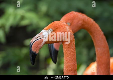 Amerikanischer Flamingo / karibischer Flamingo (Phoenicopterus ruber) Nahaufnahme von Kopf und Schnabel | Flamant des Caraibes / Flamant de Cuba / Flamant Rouge (Phoenicopterus ruber) 20/09/2017 Stockfoto