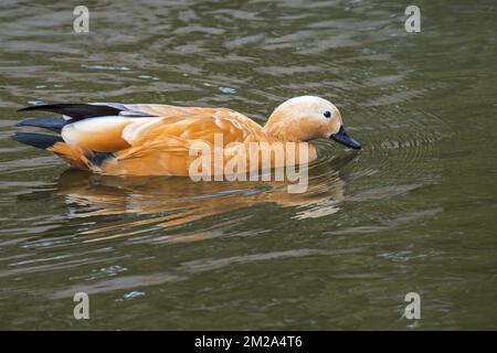 Ruddy shelduk / Brahminy Duck (Tadorna ferruginea / Casarca ferruginea) Schwimmen im Teich | Tadorne casarca (Tadorna ferruginea) 20/09/2017 Stockfoto