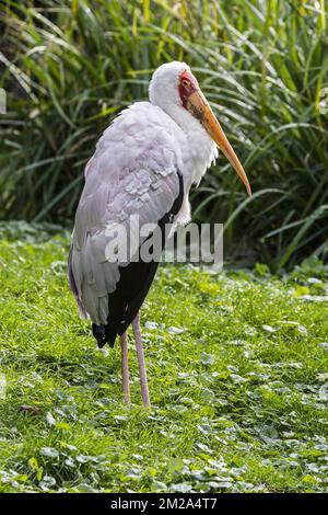 Painted stork (Mycteria leucocephala / Tantalus leucocephalus / Ibis leucocephalus) native to tropical Asia and India | Tantale indien (Mycteria leucocephala) 20/09/2017 Stockfoto
