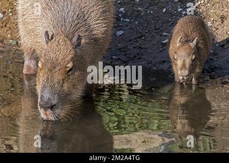 Capybara (Hydrochoerus hydrochaeris / Hydrochoeris hydrochaeris) drinking water with pup along riverbank, largest rodent native to South America | Capybara / cochon d'eau (Hydrochoerus hydrochaeris) avec petit 23/09/2017 Stock Photo