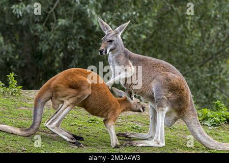 Rote Kängurus (Macropus rufus), männlich und weiblich, einheimisch in Australien | Kangourou roux (Macropus rufus) 20/09/2017 Stockfoto