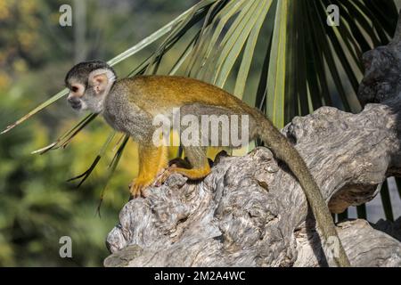 Black-capped squirrel monkey / Peruvian squirrel monkey (Saimiri boliviensis peruviensis), native to South America | Saïmiri du Pérou (Saimiri boliviensis peruviensis) 25/09/2017 Stock Photo