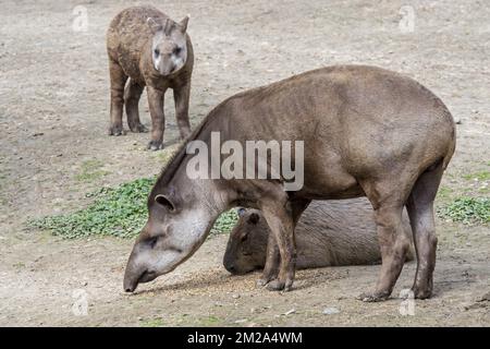 Südamerikanischer Tapir / brasilianischer Tapir / Tieflandtapir (Tapirus terrestris) mit Young und Capybara (Hydrochoerus hydrochaeris) im Zoo | Tapir du Brésil (Tapirus terrestris) et capybara / cochon d'Eau (Hydrochoerus hydrochaeris) 20/09/2017 Stockfoto