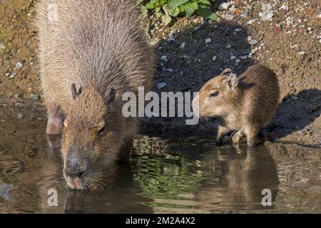 Capybara (Hydrochoerus hydrochaeris / Hydrochoeris hydrochaeris) drinking water with pup along riverbank, largest rodent native to South America | Capybara / cochon d'eau (Hydrochoerus hydrochaeris) avec petit 23/09/2017 Stock Photo