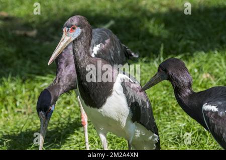 Abdim's storks / white-bellied stork (Ciconia abdimii) foraging, native to Africa | Cigogne d'Abdim / Cigogne à ventre blanc (Ciconia abdimii) 25/09/2017 Stockfoto