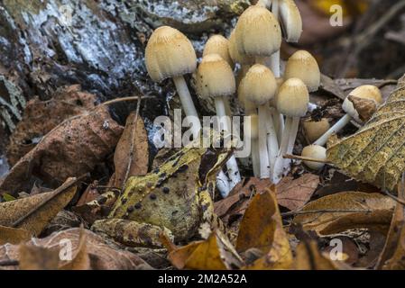 Frosch (Rana temporaria) vor Glimmerkappe / glitzernde Inky Cap Pilze (Coprinellus truncorum / Coprinus micaceus) im Herbstwald | Grenouille rousse (Rana temporaria) devant coprin micacé (Coprinellus truncorum / Coprinellus micaceus) 26/09/2017 Stockfoto