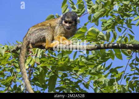 Black-capped squirrel monkey / Peruvian squirrel monkey (Saimiri boliviensis peruviensis) in tree, native to South America | Saïmiri du Pérou (Saimiri boliviensis peruviensis) 25/09/2017 Stock Photo