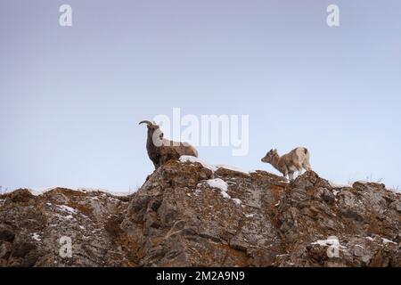 Ein Dickhornschafe, das ihr Lamm an einer Klippe entlang führt. National Elk Refuge, Wyoming Stockfoto