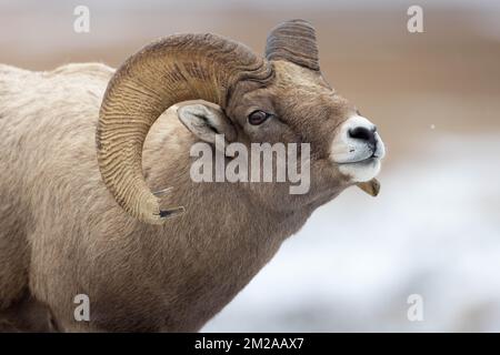 Ein Dickhornschafs-Ramm, der einem Duft durch einen leichten Schneefall folgt. National Elk Refuge, Wyoming Stockfoto