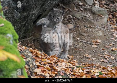 Zwei eurasische Luchse (Lynx lynx) Kätzchen, die im Herbstwald spielen/kämpfen | Lynx boréal/Lynx d'Eurasie/Lynx commun/Loup-cervier/Lynx d'Europe (Lynx lynx) Petits de deux mois 21/10/2017 Stockfoto