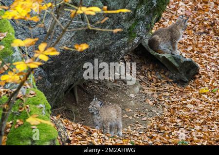 Zwei 2 Monate alte eurasische Luchse (Lynx lynx) Kätzchen am Eingang der Höhle im Herbstwald | Lynx boréal / Lynx d'Eurasie / Lynx commun / Loup-cervier / Lynx d'Europe (Lynx lynx) Petits de deux mois 21/10/2017 Stockfoto