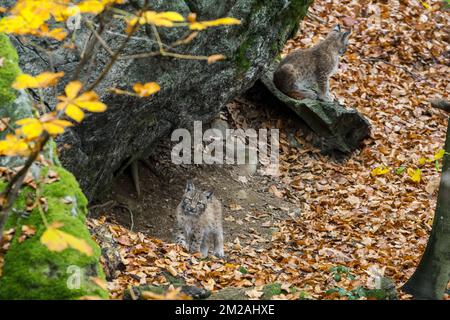 Zwei 2 Monate alte eurasische Luchse (Lynx lynx) Kätzchen am Eingang der Höhle im Herbstwald | Lynx boréal / Lynx d'Eurasie / Lynx commun / Loup-cervier / Lynx d'Europe (Lynx lynx) Petits de deux mois 21/10/2017 Stockfoto