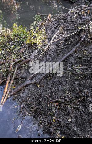 Details der Biberhütte (Castor Fiber) in einem Teich mit frischem Schlamm im Herbst | Hutte de Castor d'Europe/Castor Commun/Castor d'Eurasie (Castor Fiber L.) faite de bois et de la Boue 20/10/2017 Stockfoto