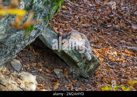 Two months old Eurasian lynx (Lynx lynx) kitten lying on rock near den in autumn forest | Lynx boréal / Lynx d'Eurasie / Lynx commun / Loup-cervier / Lynx d'Europe (Lynx lynx) petit de deux mois 20/10/2017 Stock Photo