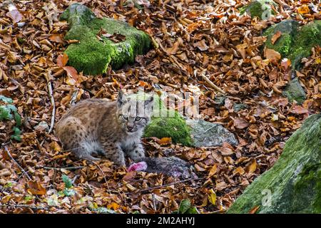 Zwei Monate alte eurasische Luchskette (Lynx lynx), die tote Kaninchenbeute im Herbstwald in der Nähe der Höhle füttert | Lynx boréal / Lynx d'Eurasie / Lynx commun / Loup-cervier / Lynx d'Europe (Lynx lynx) Petit de deux mois 19/10/2017 Stockfoto