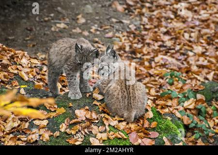 Zwei 2 Monate alte eurasische Luchse (Lynx lynx) Kätzchen am Eingang der Höhle im Herbstwald | Lynx boréal / Lynx d'Eurasie / Lynx commun / Loup-cervier / Lynx d'Europe (Lynx lynx) Petits de deux mois 21/10/2017 Stockfoto