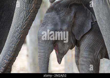 Close up of cute three week old calf in herd of Asian elephants / Asiatic elephant (Elephas maximus) | Eléphant d'Asie (Elephas maximus) bébé de trois mois Mini Baby à Pairi Daiza 13/10/2017 Stock Photo