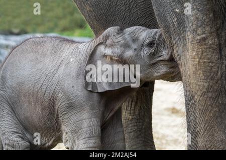 Asiatischer Elefant/Asiatischer Elefant (Elephas maximus) weiblich/Kuh, die süßes dreiwöchiges Kalb pflegt | Eléphant d'Asie (Elephas maximus) bébé de trois mois Mini Baby à Pairi Daiza 13/10/2017 Stockfoto