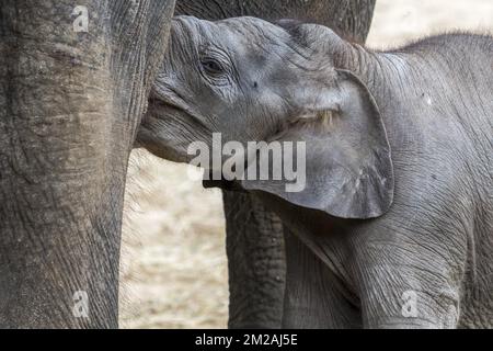 Asiatischer Elefant/Asiatischer Elefant (Elephas maximus) weiblich/Kuh, die süßes dreiwöchiges Kalb pflegt | Eléphant d'Asie (Elephas maximus) bébé de trois mois Mini Baby à Pairi Daiza 13/10/2017 Stockfoto