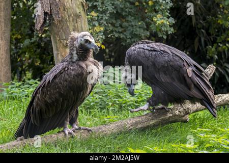 Cinereous vulture / monk vulture / Eurasian black vulture (Aegypius monachus) couple | Vautour moine (Aegypius monachus) 13/10/2017 Stock Photo