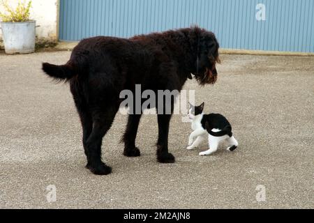 Hund und Katze | Chien et Chat 25/09/2017 Stockfoto